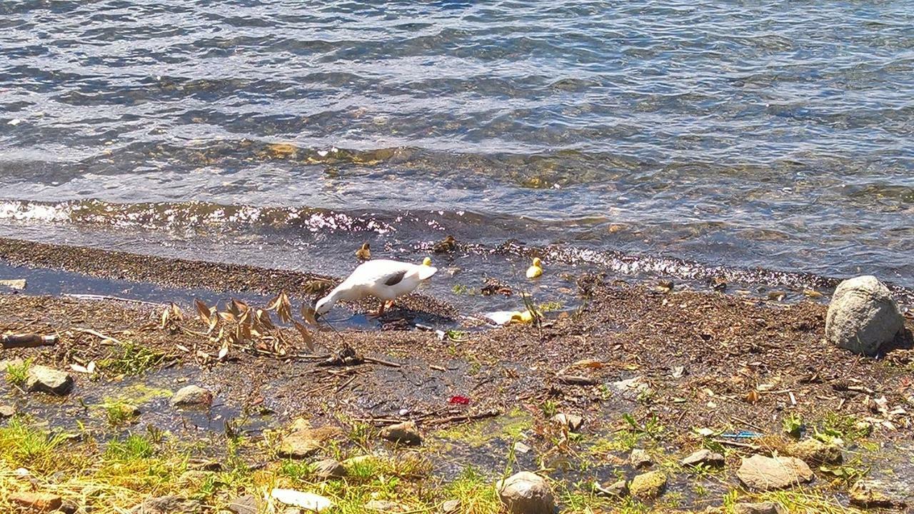 Centro E Spiaggia Ambra Anguillara Sabazia Exteriör bild